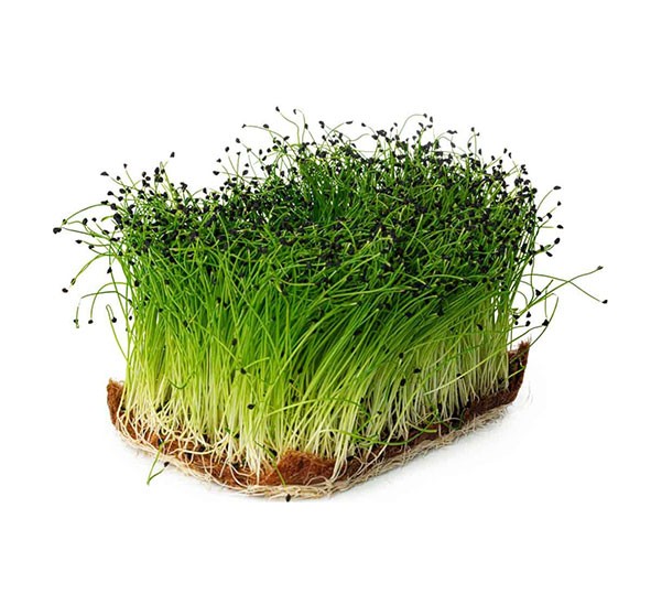 Onion Microgreen 